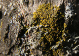 IMG_9570 lichens.jpg