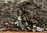 IMG_9620 lichens.jpg