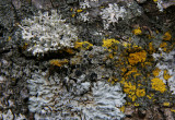 IMG_0343 lichens.jpg