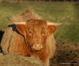 Highland Cow_DSC_5049.jpg