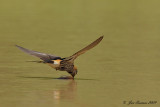 Greater Striped swallow
