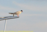 Tern at Onset