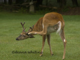 Deer, Young Buck