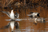 3 Pintails