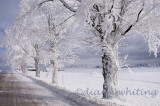 Winter Landscape 19