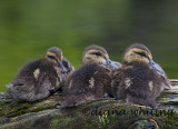  The Three Ducklings