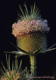 Thistle