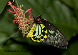 Cairns Birdwing Butterfly