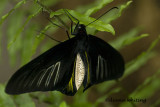 Golden Birdwing