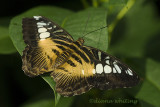 Clipper- Parthenos sylvia