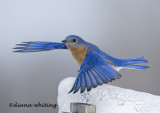 Bluebird Taking Flight