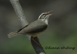 Louisiana Water thrush