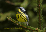 Magnolia Warbler