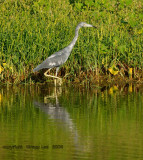 Little Blue Heron immature