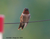 Ruby Throated Hummingbird