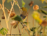 Orchard Oriole / Common Sunflower