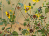 Lesser Goldfinch M and F / Common Sunflower