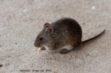 Hispid Cotton Rat