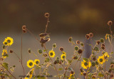 Lesser Goldfinch