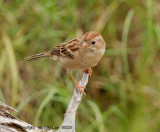 Field Sparrow