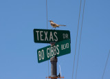 State Bird of Texas