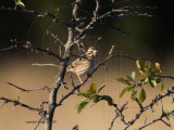 Savannah Sparrow