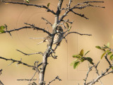 Savannah Sparrow