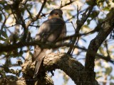 Sharp Shinned Hawk live oak