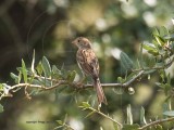 Field Sparrow first of season  Sep 13