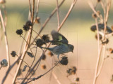 Siskin seeking Sunflower