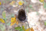 nest