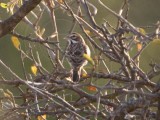 Lark Sparrow