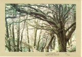 Mossy Tree 95060109.jpg