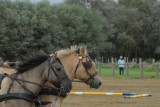 080907 Hippo Berck_133.JPG