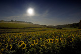 Sunflowers in the moonlight.jpg