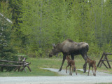 A moose (?) and her calves