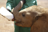 Feeding time at Sheldrick's Wildlife Trust