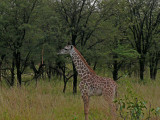 A baby giraffe - so cute!