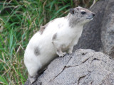 An albino hyrax - a rare find!  Note the fly he is watching
