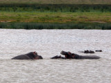 hippos playing in the hippo pool