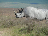 Day Eleven - Ngorongoro Crater