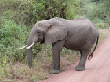 Day Ten - Lake Manyara to Ngorongoro Crater