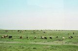 Maasai & their herd along the road
