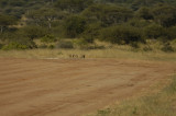 Bat-eared fox on runway