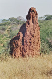 Termite mound - HUGE !