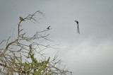 Pintail whydah - after mating this guys tail will fall off (no kidding!)