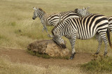 My nose is itchy too and the rock is occupied, so I will just use your backside!