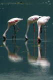 A close up of the flamingos