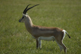 Grants gazelle