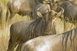 Wildebeest migration